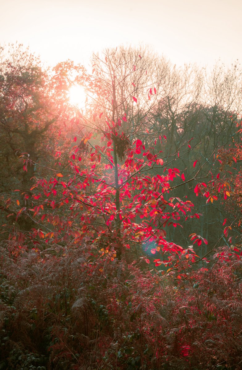 zosphotos's tweet photo. Autumn reds https://t.co/hKij2xTcoY