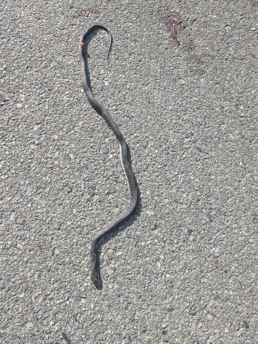 h_secondlife's tweet image. 散歩の道中
ヘビが車に轢かれて内臓ちょびっと出てた(拡大注意)
そのあと猫ちゃんに会った
猫が全部帳消しにしてくれた

#猫 #田舎暮らし #移住