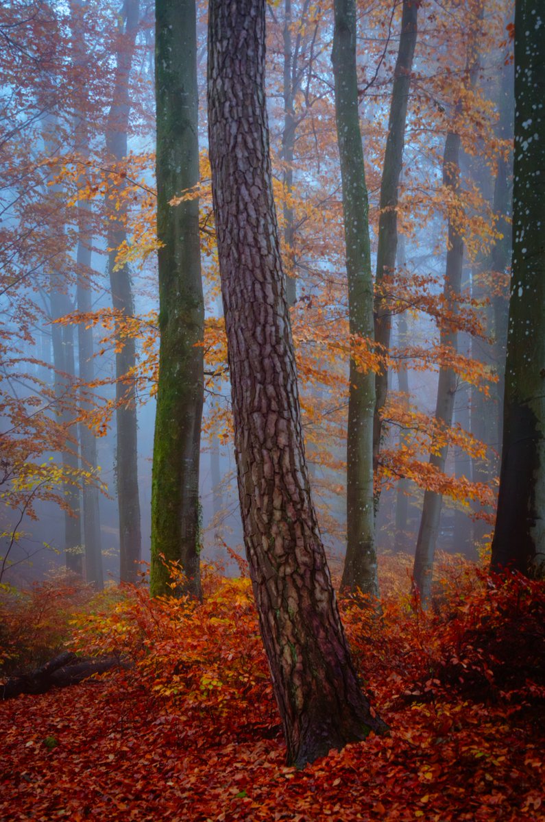 Adrian Limani tweet media