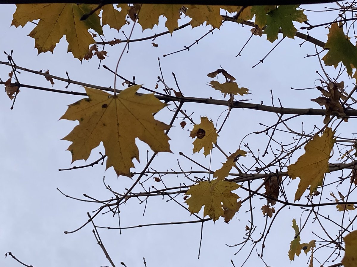Windstille
Blätter warten auf den Flug
Ruhig, ganz ruhig
