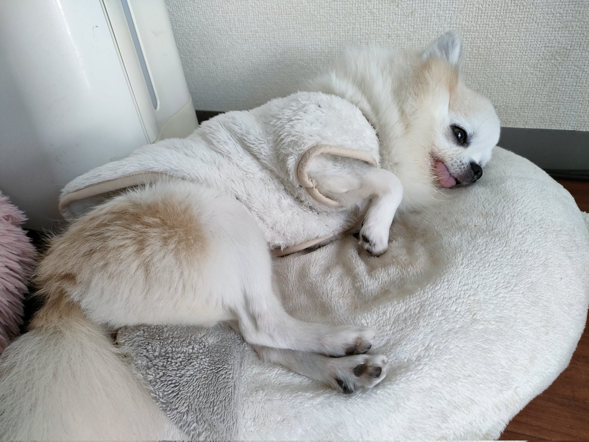 じゅんじゅん★本気で断捨離中 工進の水中ポンプBL-2524Nならボクらの農業EC