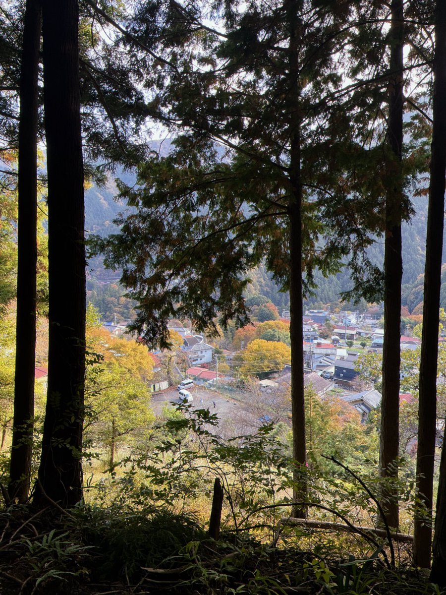 Лесная тропа, я скучала…