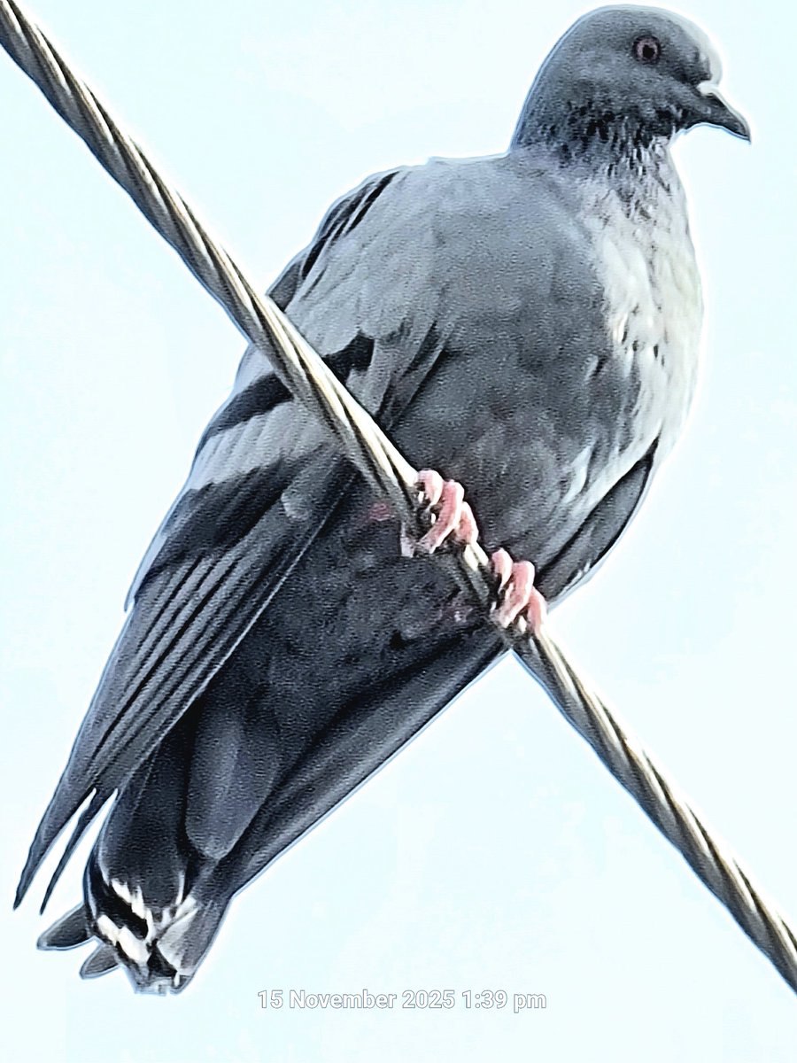 70x zoom.
S21 ultra. (a 5 year old device) 
What has changed over the years?
Quiz :
Do you know why birds don't get electric shock sitting on HT live wires?
Very simple reason. They always sit on a single wire, hence the circuit is not closed so there is no current flowing