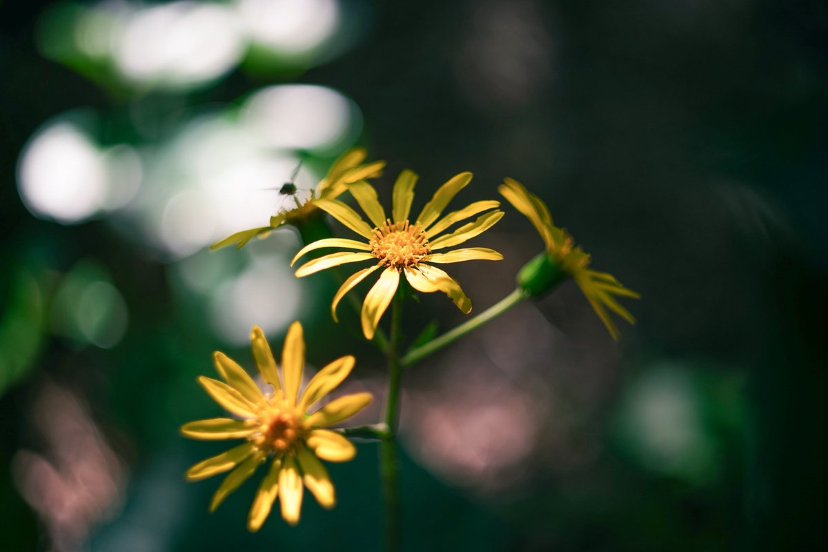 BUNTARO_KATO_'s tweet photo. .

Roadside wildflowers with Old Lens.

.

.

.

.

.

.

#flowerportrait #wildflowers #buntarokatophotography #bun写ん歩 #oldlens_tokyo

https://t.co/XEb4Yj0PZC https://t.co/amYKkfsfra