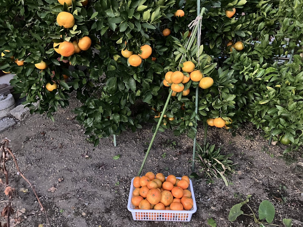 biwa600's tweet photo. 庭の隅に5年前に植えた温州みかん、3年連続で結構採れた🍊味もまあまあイケる😄 https://t.co/f7FLbdDakk