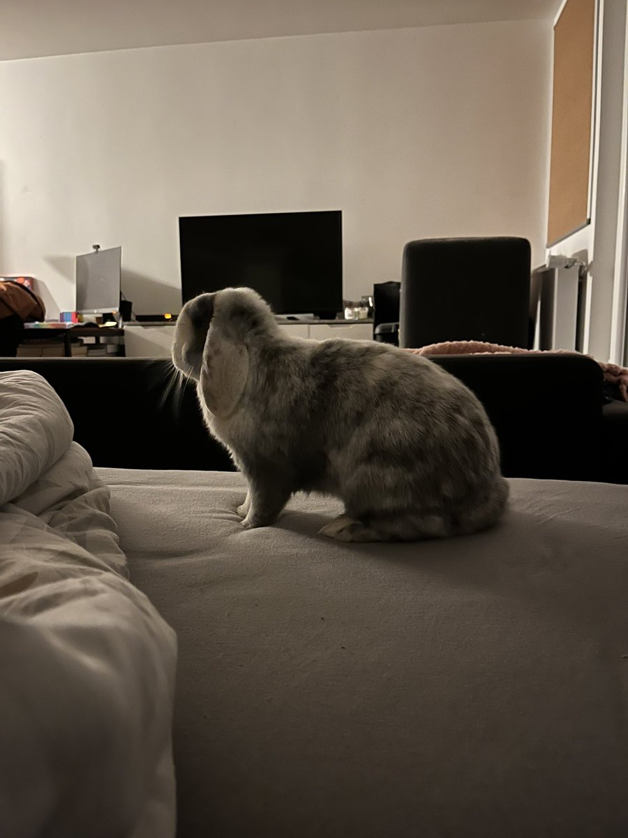 T’es en pleine crise existentielle, rdv MG et psychologue en urgence pour pas te foutre en l’air
Et t’as cette petite chose qui choisit cette nuit pour venir faire coucou dans le lit 🥹🫶🏻
Je suis tellement honorée de sa confiance