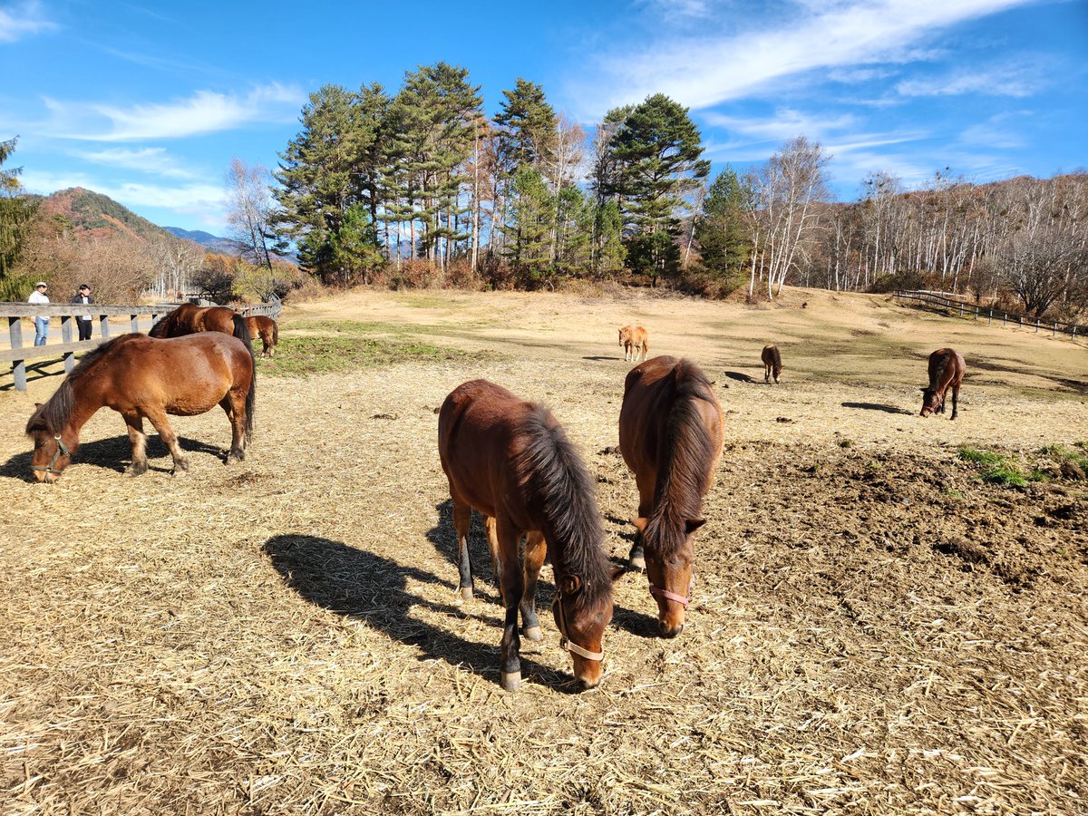 木曽馬と二次草原のシンポジウム、開場前に牧場で実物を見てきた
のどかで良かった
