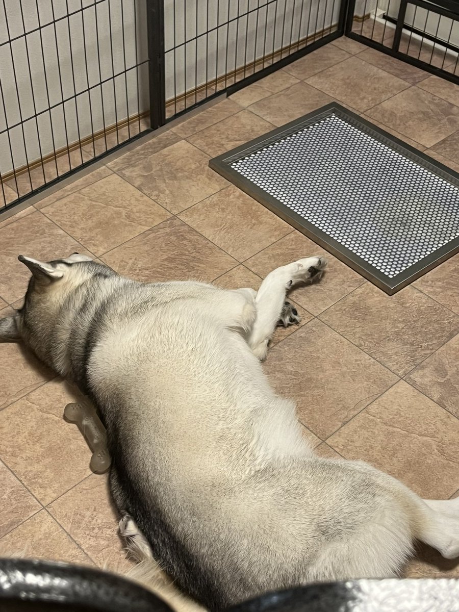 やけに足を組むシャレた犬、ロッカ。
観察してたら寝てる時も組んでる
しかも左右どっちでもこだわりはないみたい🫤