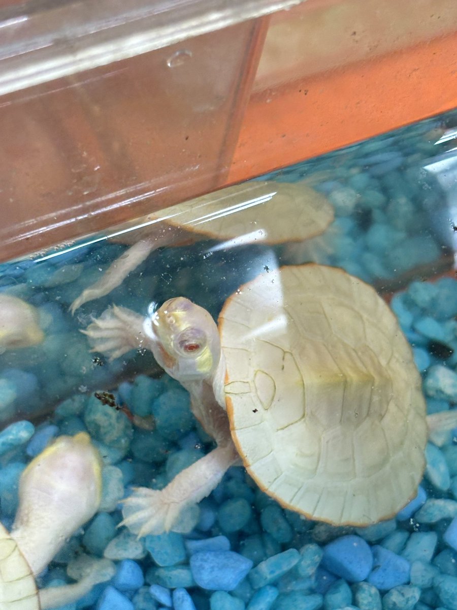 明日も開催致しますので宜しくお願い致します！