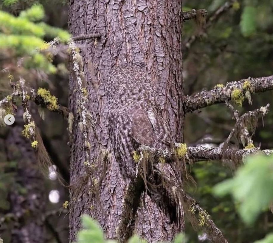 Global Beauty tweet media