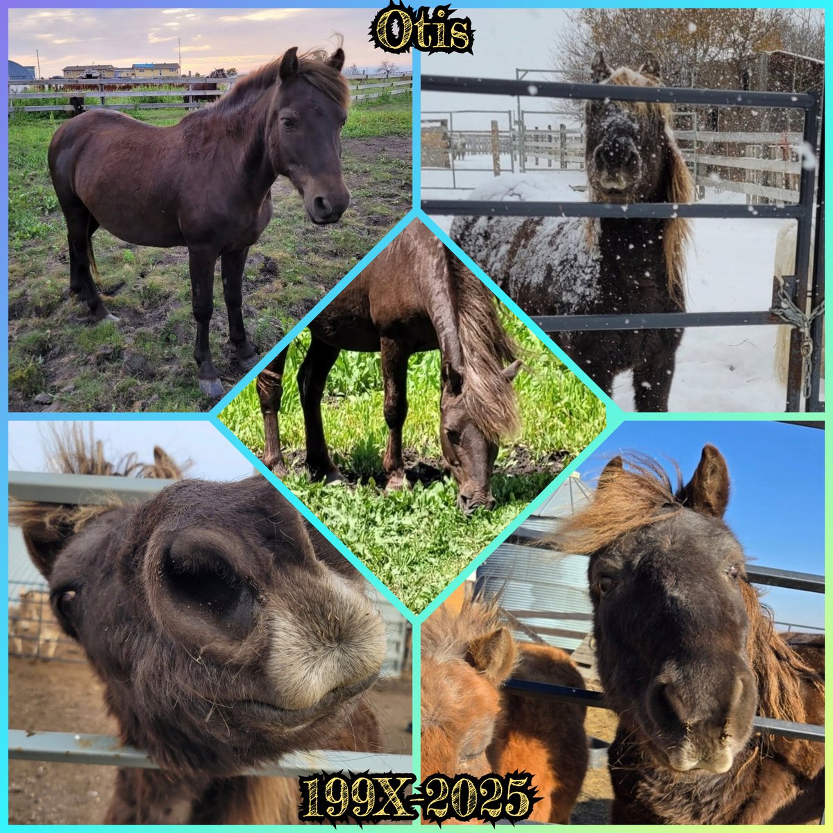 We also had to make the difficult decision this fall to let our sweet guy, Otis, go. This boy has been with us since 2019, and he had almost 7 years with us. He went from being an extremely shy boy in a lot of pain when he arrived into an entertaining and wonderful old man. Otis+