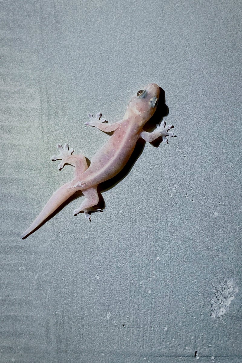 新居の外壁にオンナダケヤモリが何匹か住み始めた😆
またご飯粒食べに来てくれないかな〜🍚