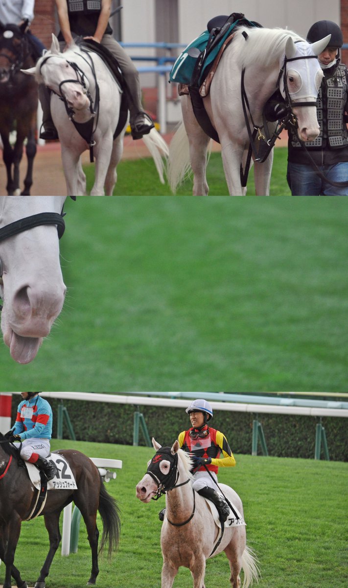 umatsuk_hkd3's tweet image. アオラキ、突然すぎるよ…
またこれから新たなスタートだったのに
言葉にならない…
どうか安らかに
思い出をたくさんありがとね、アオラキ

#アオラキ #ソダシ #ハヤヤッコ #カルパ