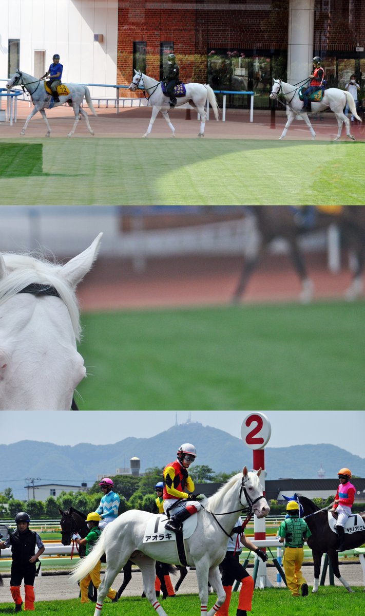 umatsuk_hkd3's tweet image. アオラキ、突然すぎるよ…
またこれから新たなスタートだったのに
言葉にならない…
どうか安らかに
思い出をたくさんありがとね、アオラキ

#アオラキ #ソダシ #ハヤヤッコ #カルパ