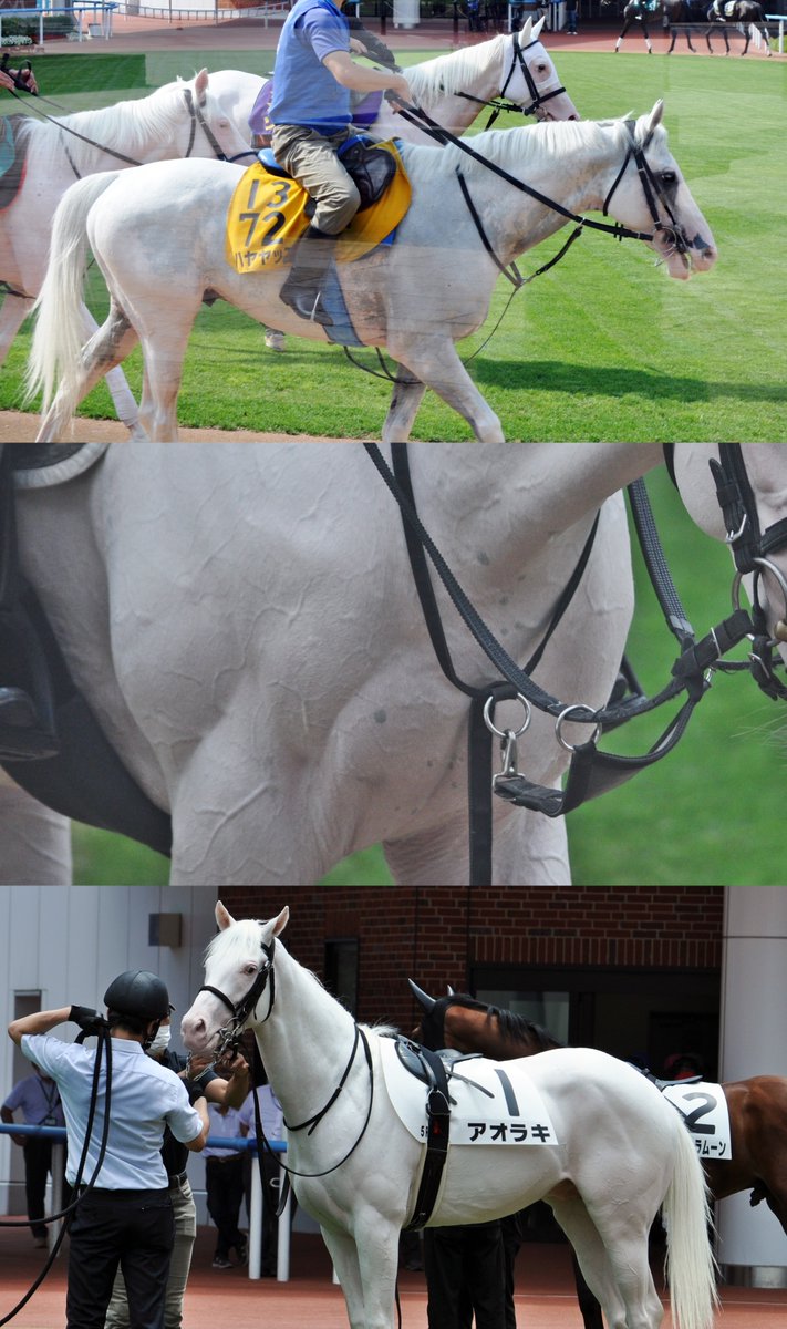 umatsuk_hkd3's tweet image. アオラキ、突然すぎるよ…
またこれから新たなスタートだったのに
言葉にならない…
どうか安らかに
思い出をたくさんありがとね、アオラキ

#アオラキ #ソダシ #ハヤヤッコ #カルパ