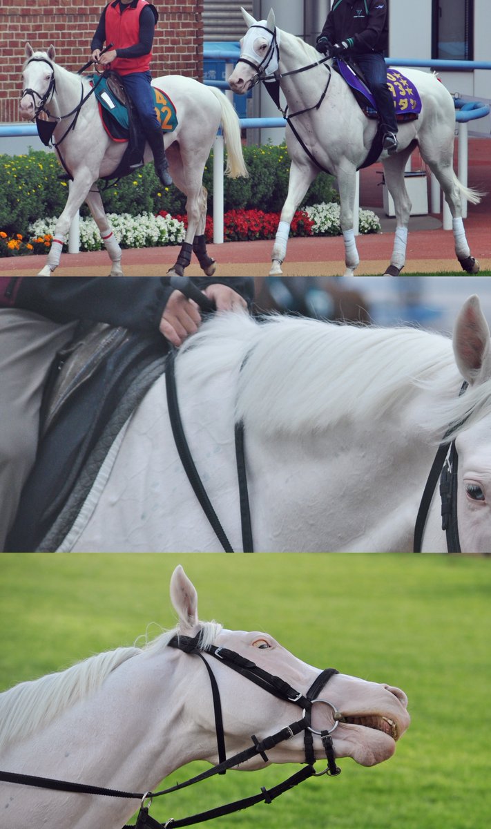 umatsuk_hkd3's tweet image. アオラキ、突然すぎるよ…
またこれから新たなスタートだったのに
言葉にならない…
どうか安らかに
思い出をたくさんありがとね、アオラキ

#アオラキ #ソダシ #ハヤヤッコ #カルパ