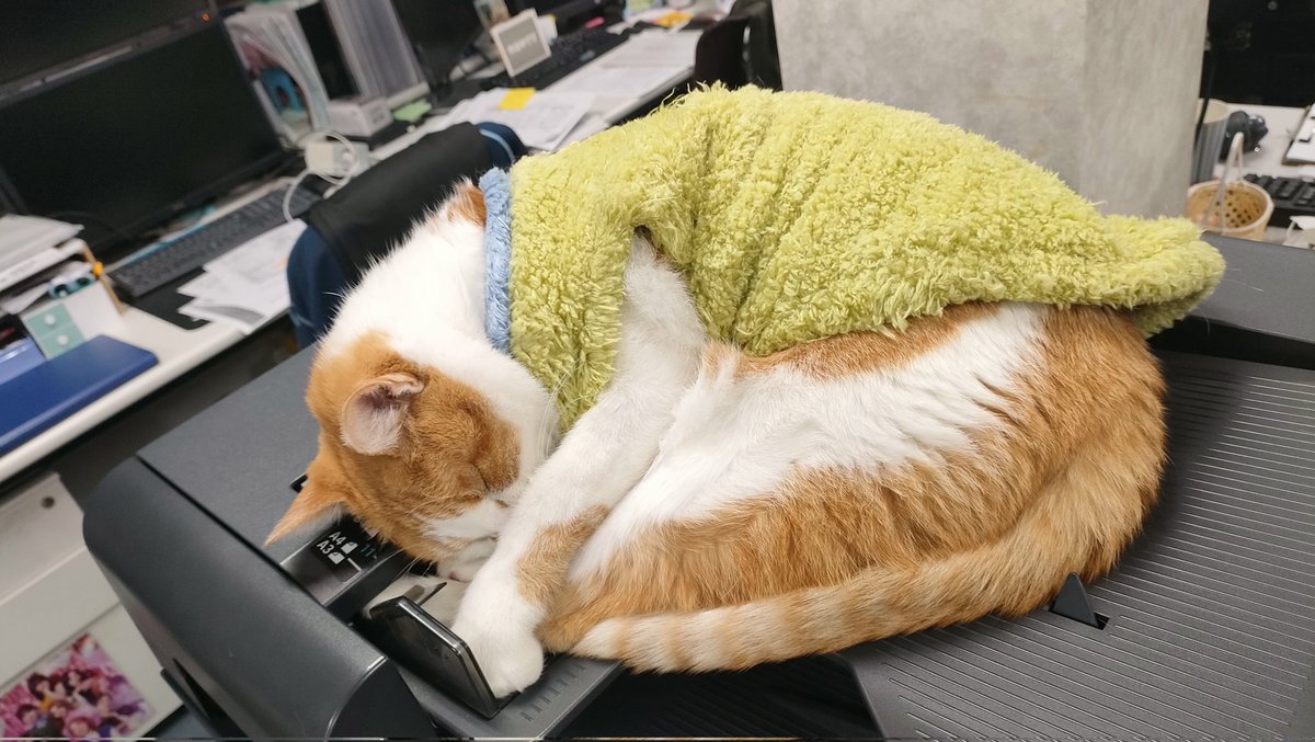 aokibosai's tweet photo. 今日はずっと寝てます… https://t.co/p4D5fiXCdx