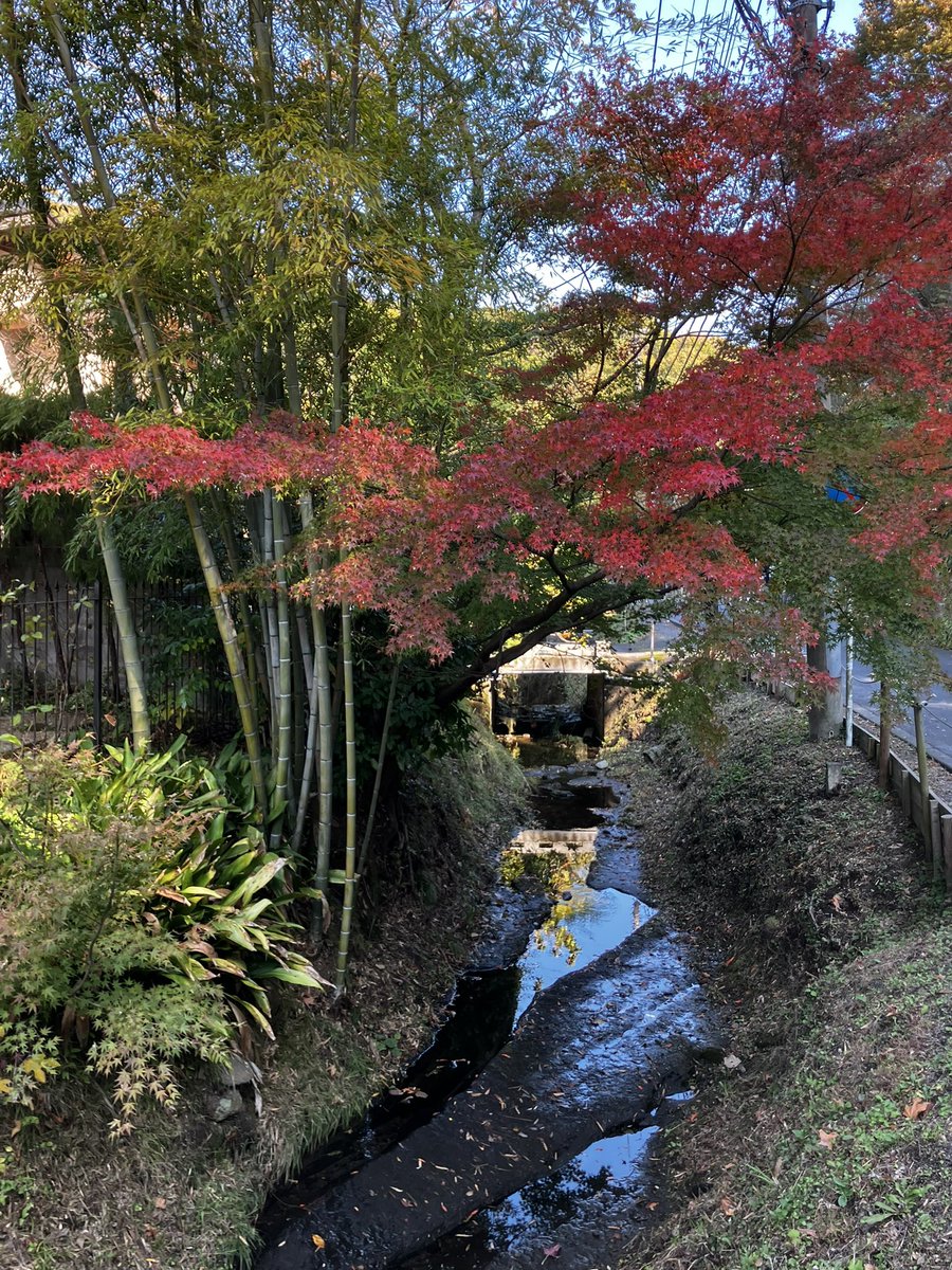 kappa_rappa_tp's tweet image. 相方が女子会でのランチに出かけたので、
当方は鎌倉での一人散歩に。紅葉🍁にはまだ少し早い感じでした。例年は12月の初旬くらいがおすすめです。
でも、鎌倉はいつ来てもいいですね！
＃鎌倉　＃紅葉　＃散歩