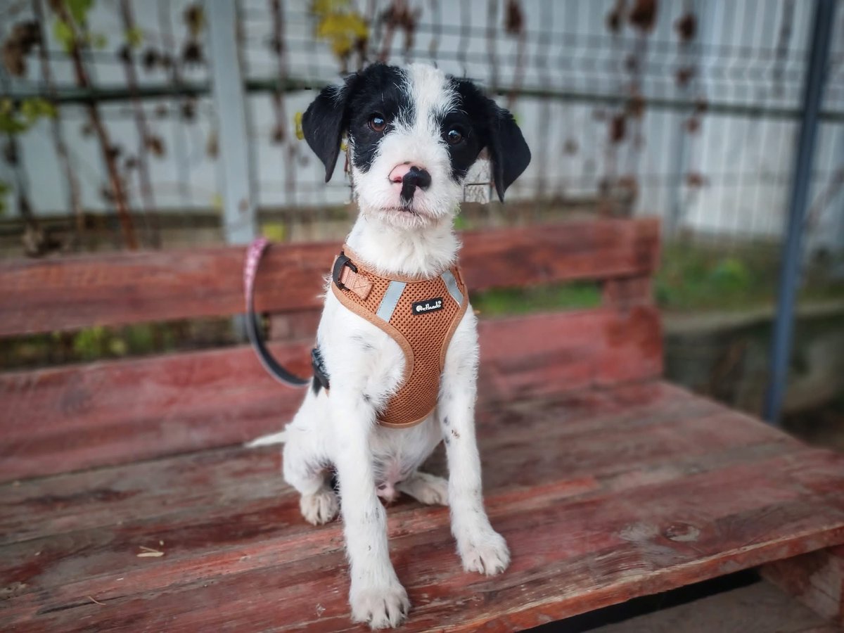 Herz_Streuner's tweet image. ‼️Namenspate gesucht‼️

Was für ein süßer Bub! Wir konnten ihn und seine Geschwister retten. In unserem privaten Shelter warten sie jetzt auf ihre Chance 🥰 Für die Vermittlung braucht er aber einen Namen.. mag ihn jemand gegen die Einmalige Spende taufen? 🥰

DANKE 🧡