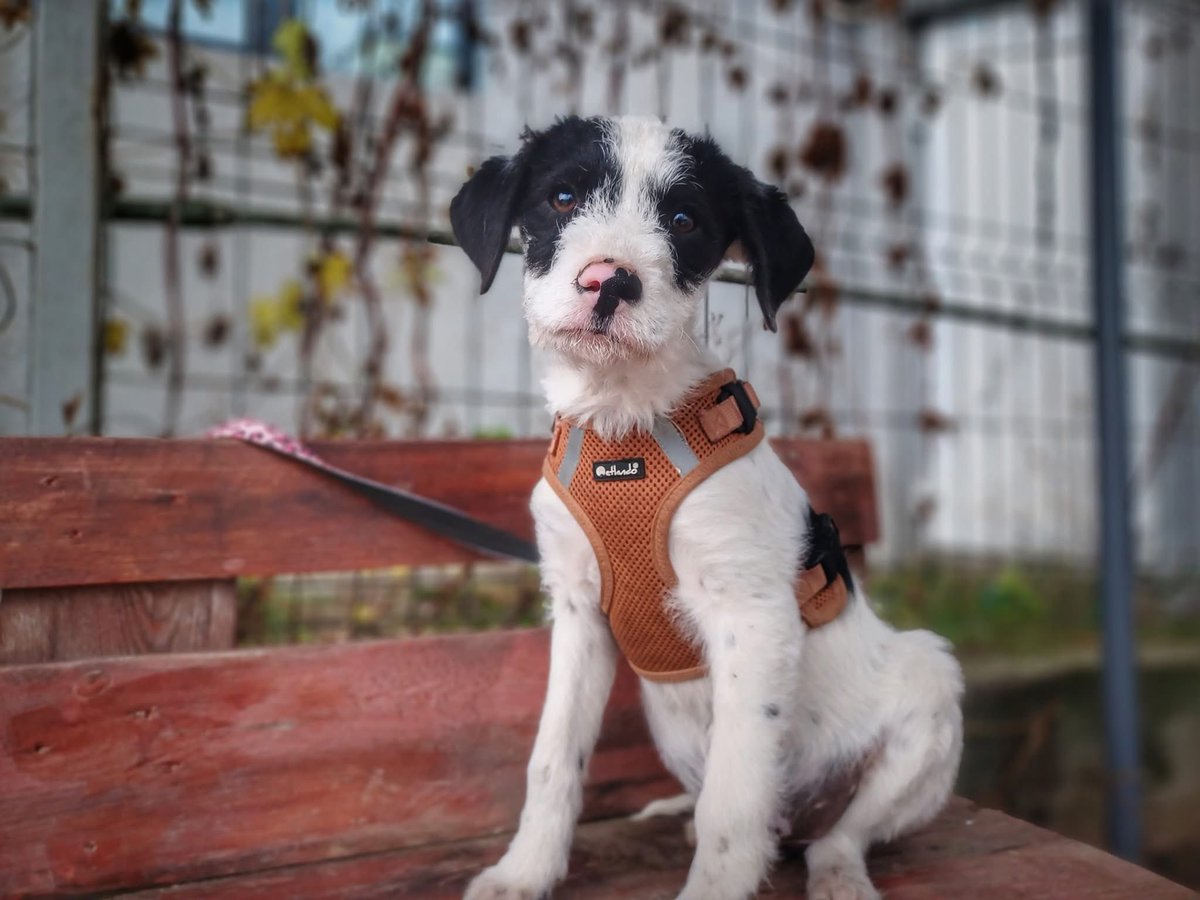 Herz_Streuner's tweet image. ‼️Namenspate gesucht‼️

Was für ein süßer Bub! Wir konnten ihn und seine Geschwister retten. In unserem privaten Shelter warten sie jetzt auf ihre Chance 🥰 Für die Vermittlung braucht er aber einen Namen.. mag ihn jemand gegen die Einmalige Spende taufen? 🥰

DANKE 🧡