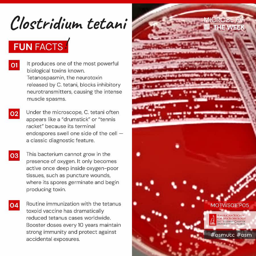 ASMUCC's tweet image. 🔬 Microbe of the Week: Clostridium tetani 🦠

Say hello 👋🏽 to Clostridium tetani — the silent but powerful microbe responsible for the disease tetanus. 🧫