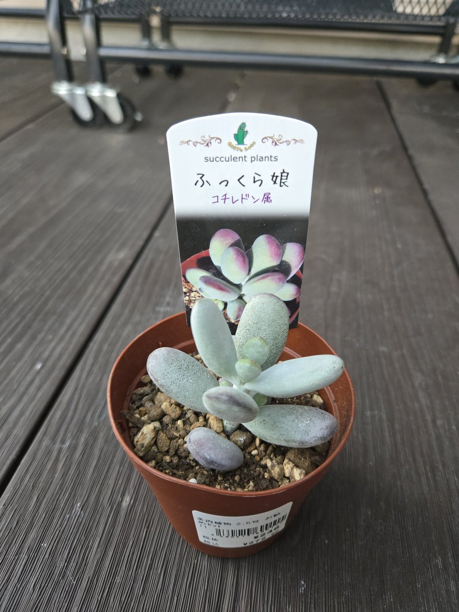 多肉植物 たまちゃ•*¨*•.¸¸♬ 多肉植物 たまちゃ•*¨*•.¸¸♬ 多肉植物 | YACHI☆FORNIA-FARM