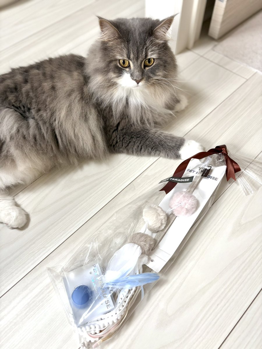 そういえば本当に今更すぎるだろって感じなんですがサイン会でいただいた猫のおもちゃ、本猫も大変喜んでおります。本人への差し入れは本人が喜びました。感謝ッ‼️‼️ 