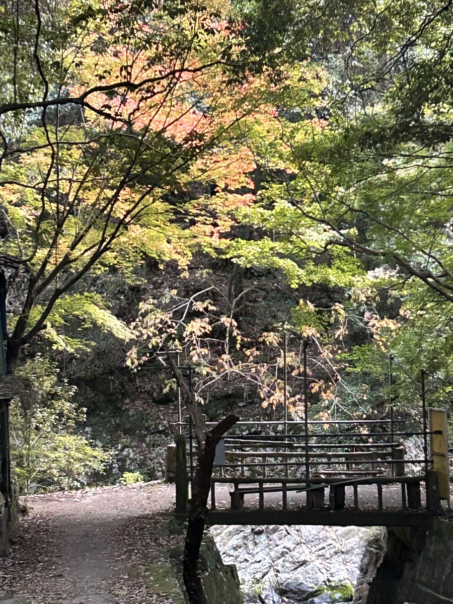 su_nu_be's tweet photo. 紅葉🍁が綺麗になってきましたね✨
散歩が少し冷んやりして気持ちいいです😊 https://t.co/J1TTWIoP0G
