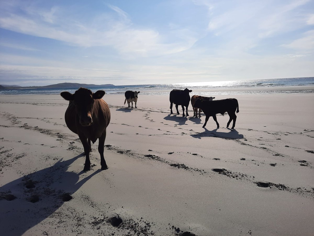 andrew_thin's tweet image. Public meeting on Tuesday 25th November at 7pm UHI Centre Isle of Barra to discuss importance of crofters being locally resident and making good use of their land. Please join me and new @CroftingScot board member Stephen Webster. Hope to CU there.