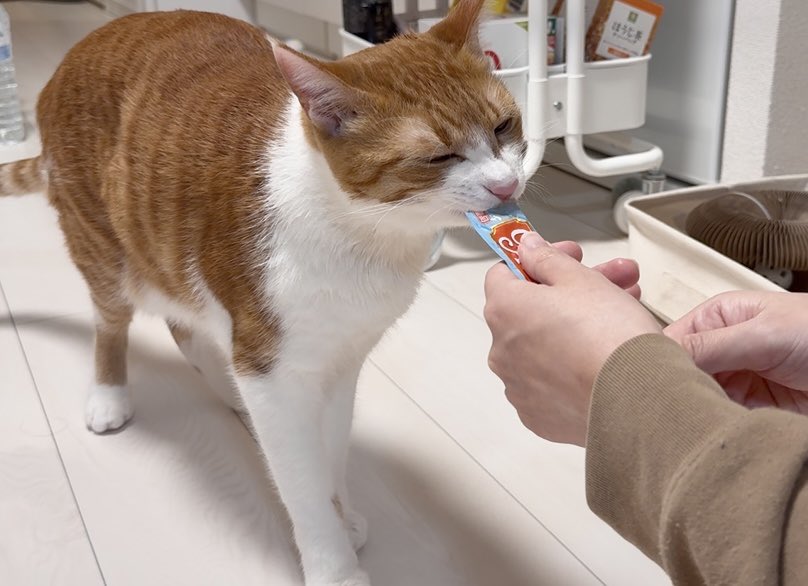 ねこじるしちくわ ちくわ🐾 (@tadanekogasuki) / Posts / X