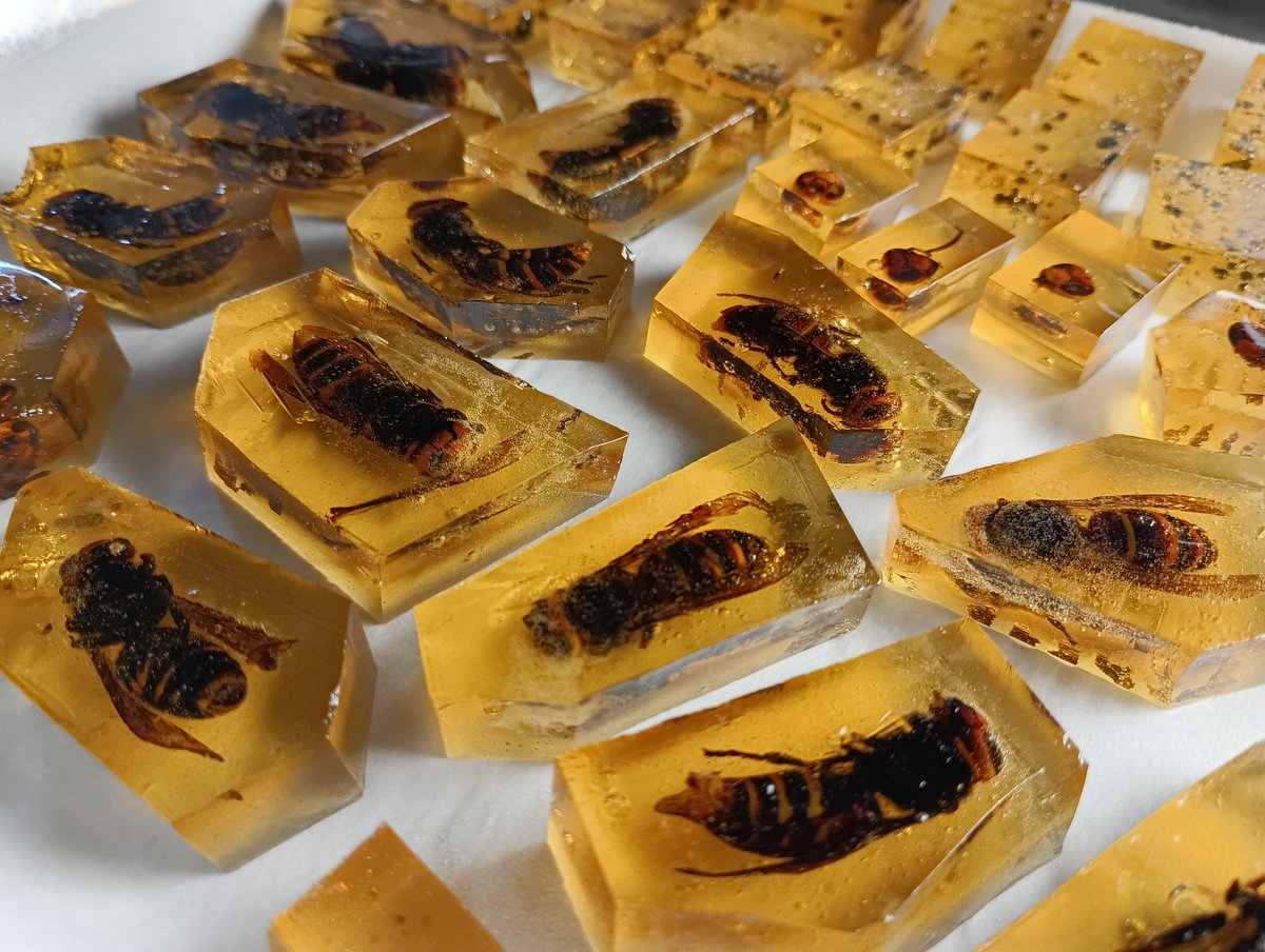 昆虫琥珀糖｢琥虫糖｣間に合った💦