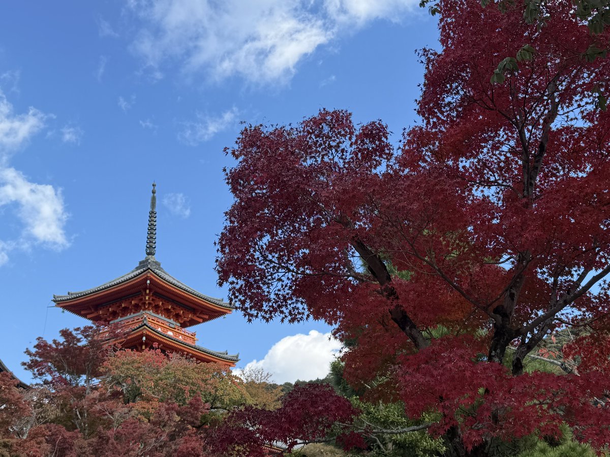 2sya_kfx's tweet photo. 京都の紅葉見てきた🍁
所々見頃の木もあるけれど、全体的にはまだ色づき始め https://t.co/EDUcLESrMU