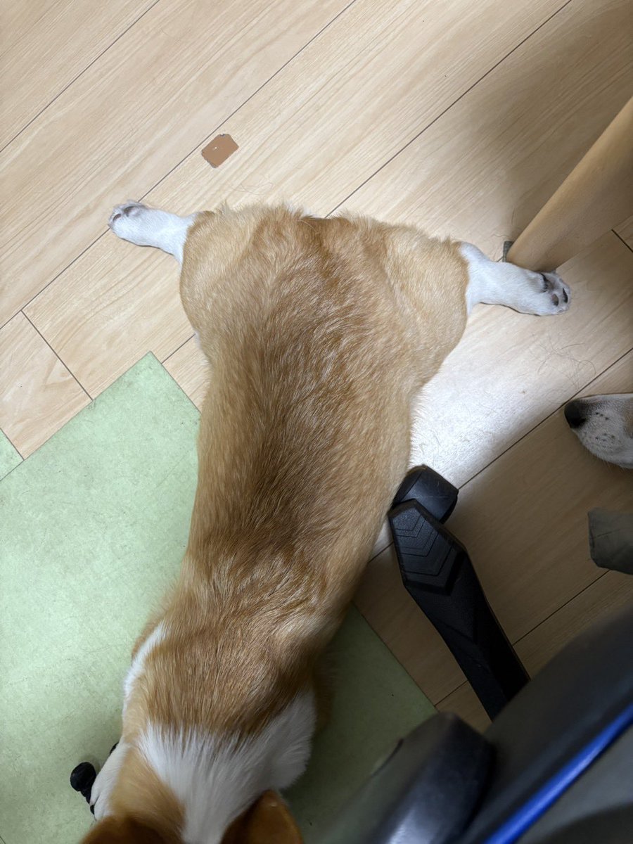 Nabi_and_Aru's tweet image. Ｔ開脚 #コーギー #corgi