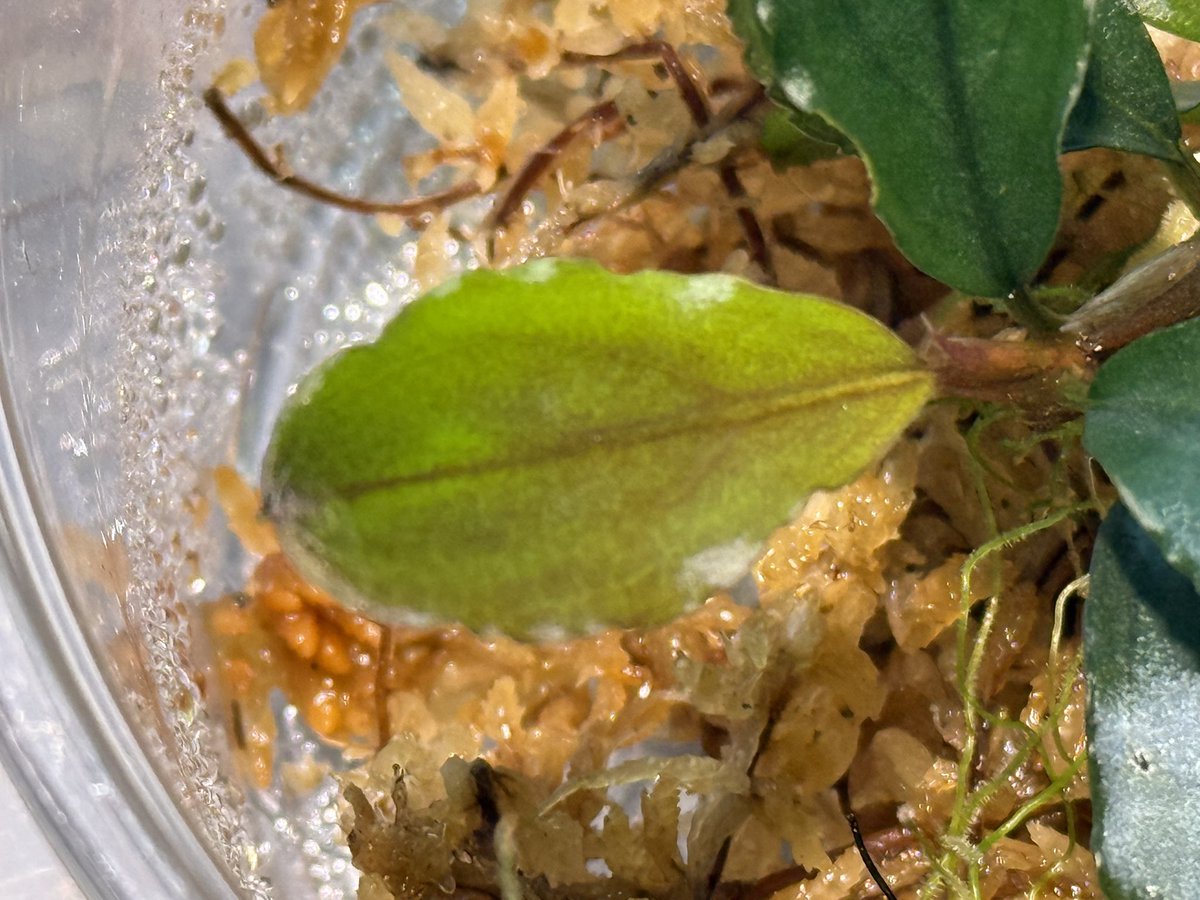 KENZO (@fw_kenzo) / Posts / X