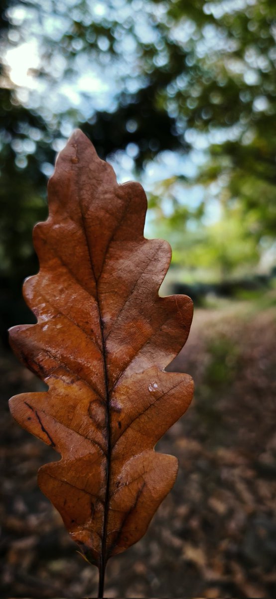 valuable_stone's tweet image. #Autumn 
#landslide 
#lanscape 
#photographer 
#phototime 
#photo 
#uludağ 
#mountain
