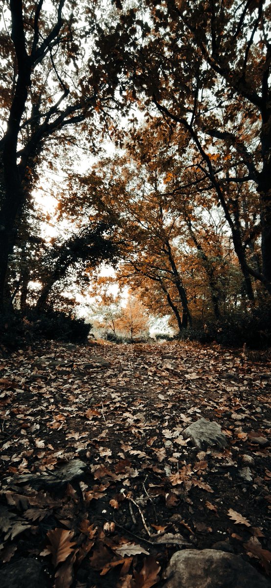 valuable_stone's tweet image. #Autumn 
#landslide 
#lanscape 
#photographer 
#phototime 
#photo 
#uludağ 
#mountain