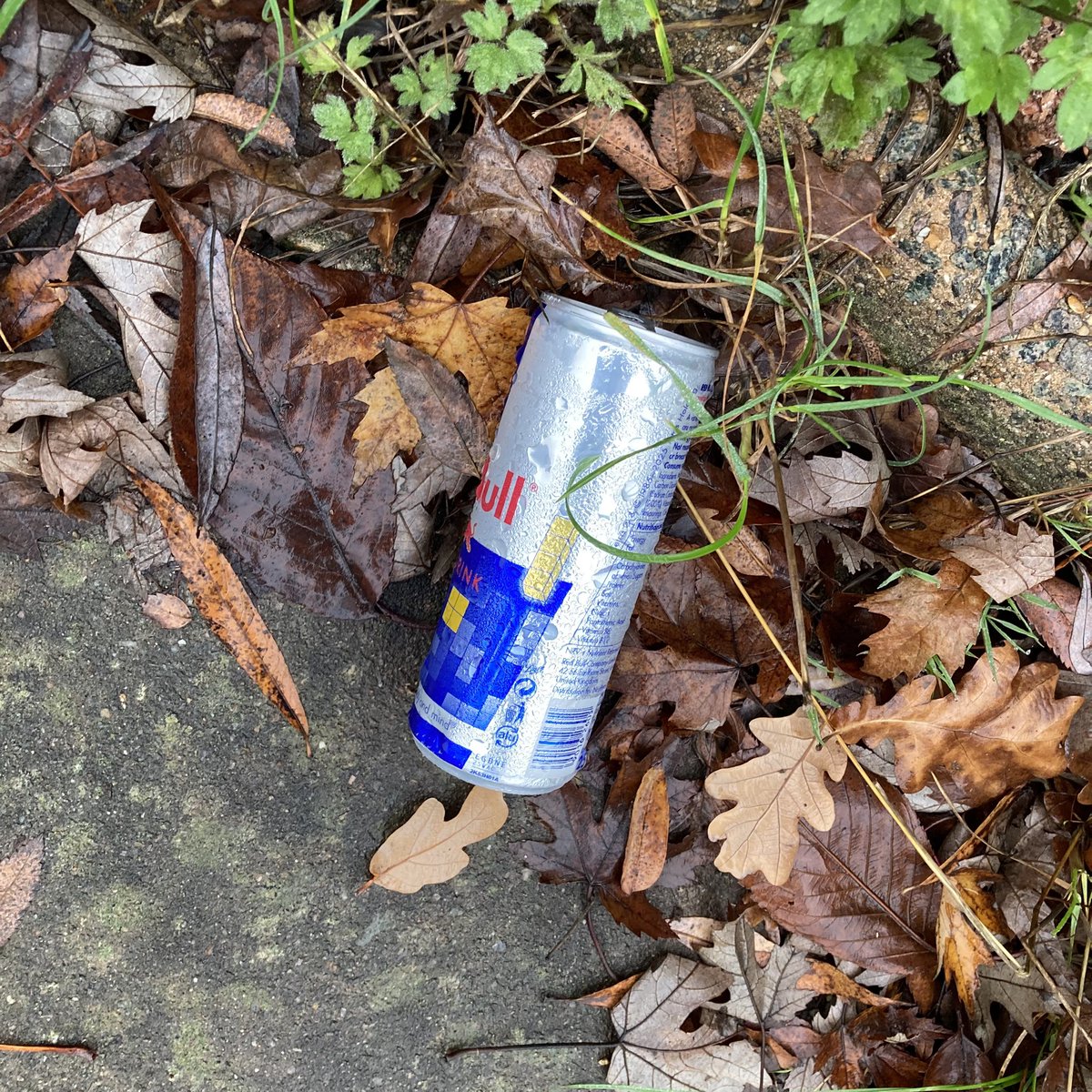 Red Bull can #1875: With damp leaves, Woodside Park. #RedBull #Litter #LitterPicking #Recycling #KeepBritainTidy