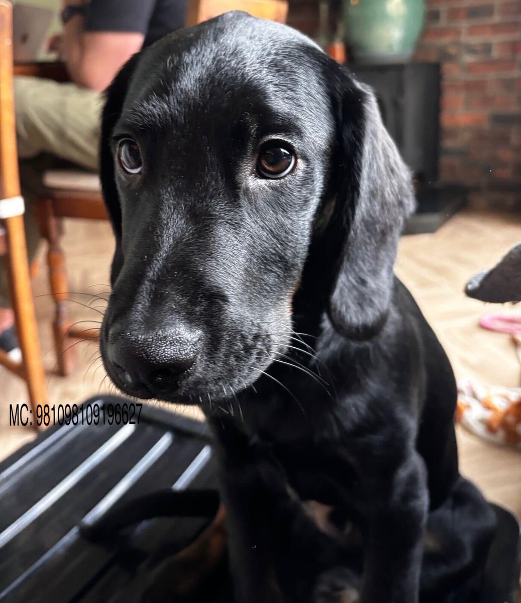 MADRADogRescue's tweet image. Joanie’s soft brown eyes will melt your heart 🥰🥰🥰

She’s an adorable 15 wk Lab Retriever 

Joanie’s loves her kind foster, an affectionate girl, she’ll thrive with an active family and a steady resident dog to show her how to be the bestest pup 💕🐾

1/2