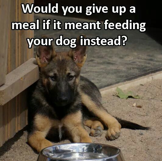 Dog Lovers tweet media