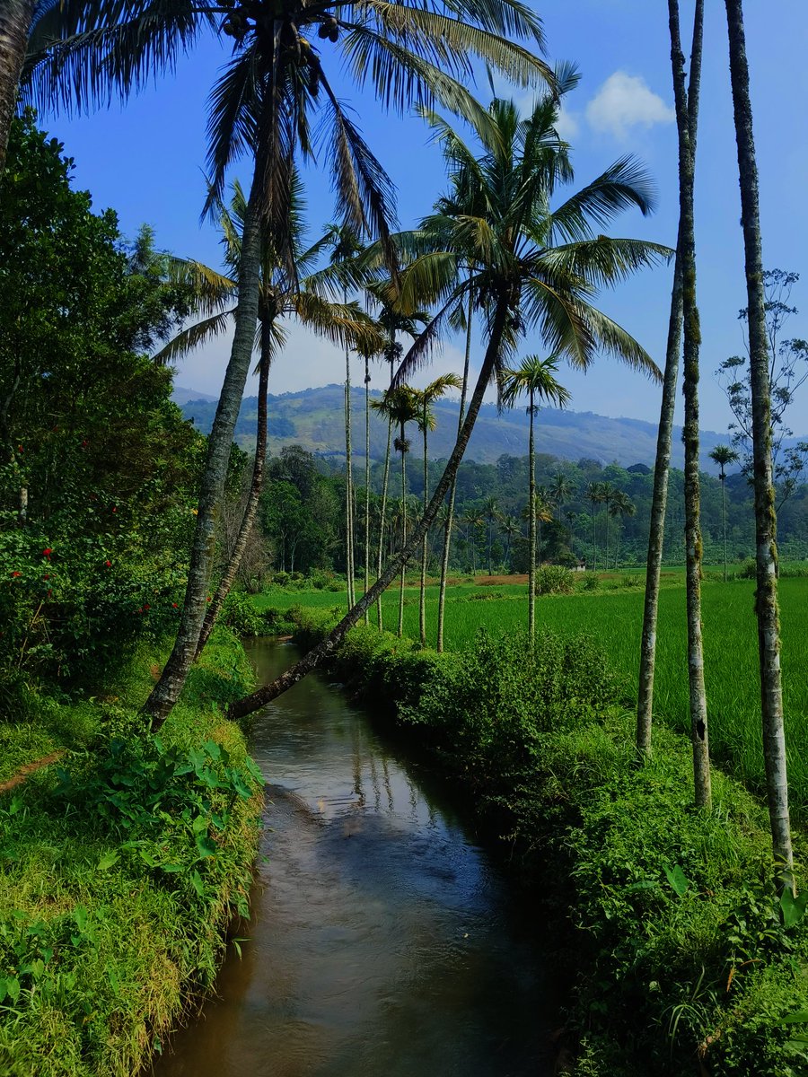 aarudh22's tweet photo. Poopara, Munnar 🌴🌳 https://t.co/uq2Izdh109