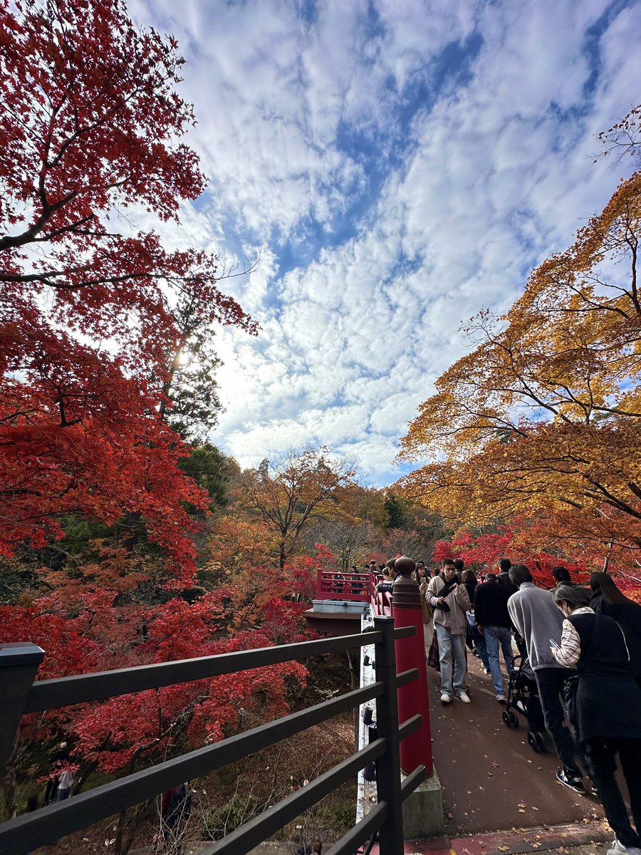 弥彦の自然に触れてきました🍁
今日もいい写真が撮れたぞ…！