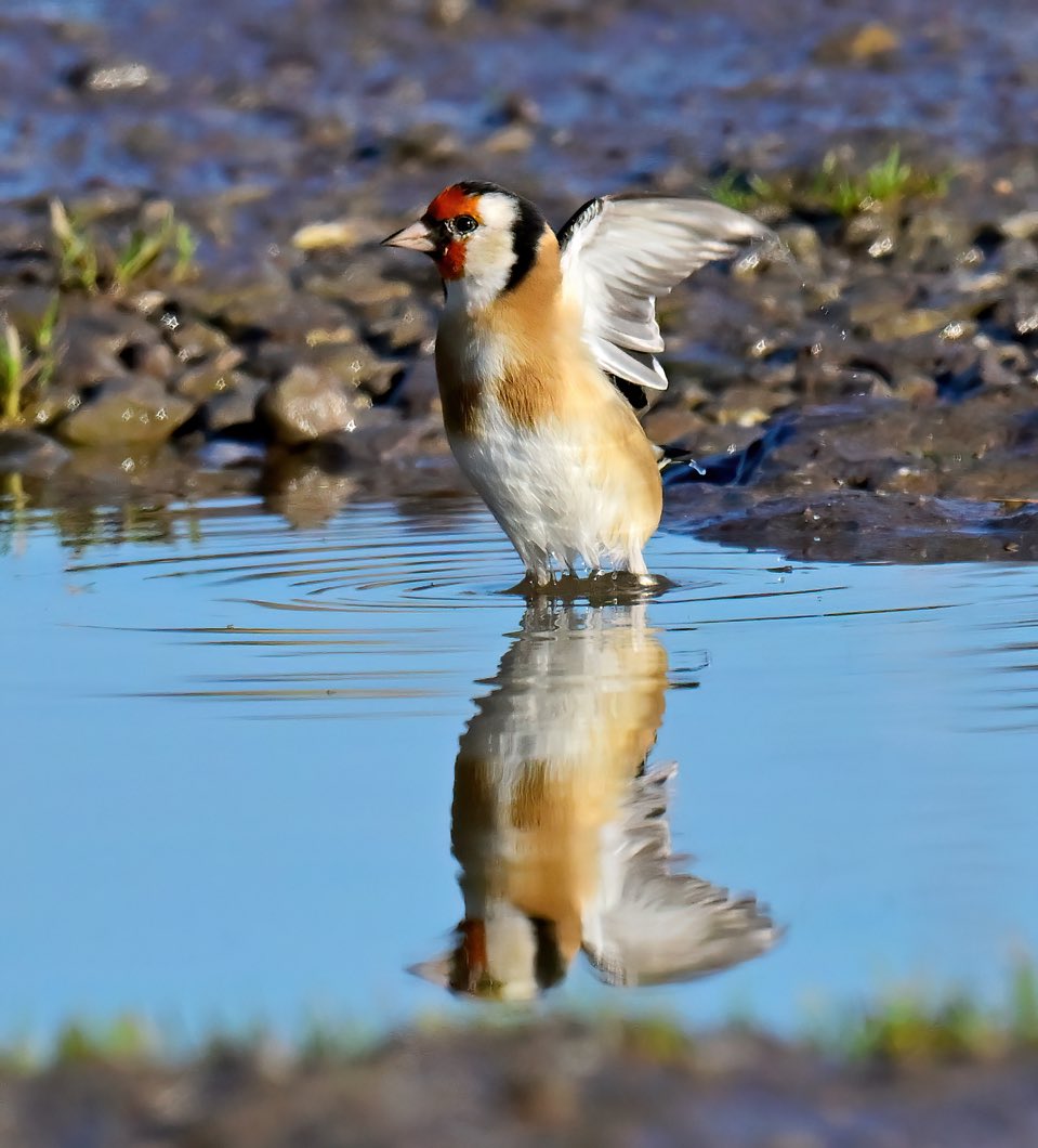 faunabeschermin's tweet image. Jawel, @CarlBovisNature houdt ons een spiegel voor #putter #goldfinch #cardueliscarduelis