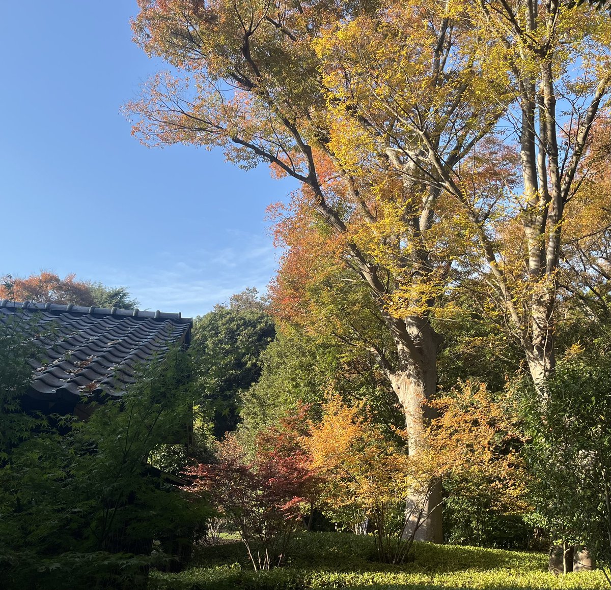 ShonanStrings's tweet image. 今日は気ままにアンサンブルさんのコンサートで横浜の俣野別邸へ！息の合ったクラリネットアンサンブルで「花のワルツ」や「サウンドオブミュージック」から「津軽海峡冬景色」「吉本新喜劇のテーマ」まで。MCも楽しくあっという間の1時間でした♪ 紅葉がとってもきれい..
#俣野別邸 #紅葉 #もみじ祭り