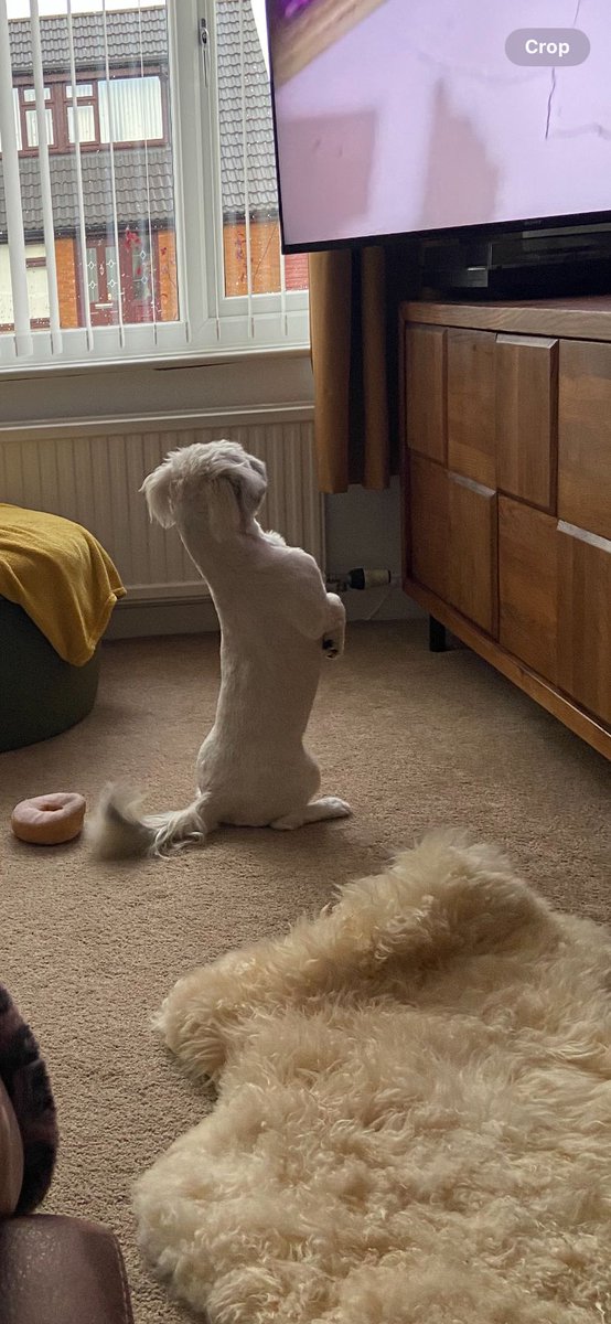 When your dog thinks it's a meerkat.....simples
