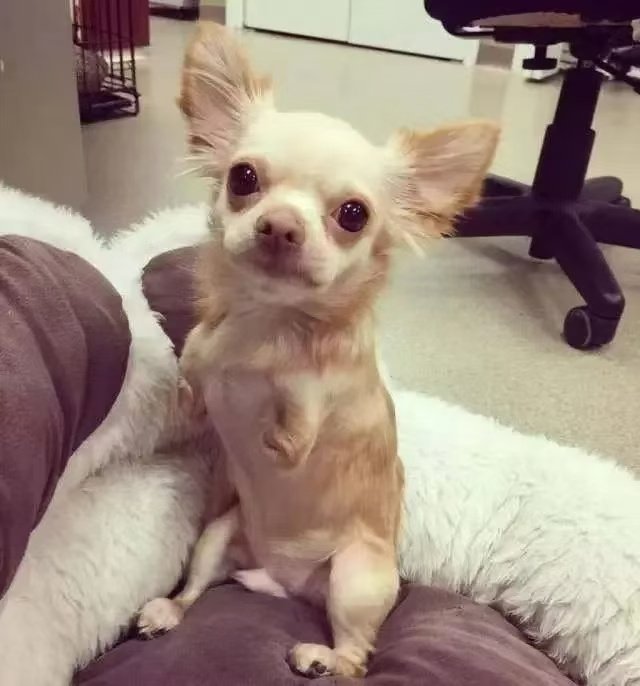 Roo tweet media