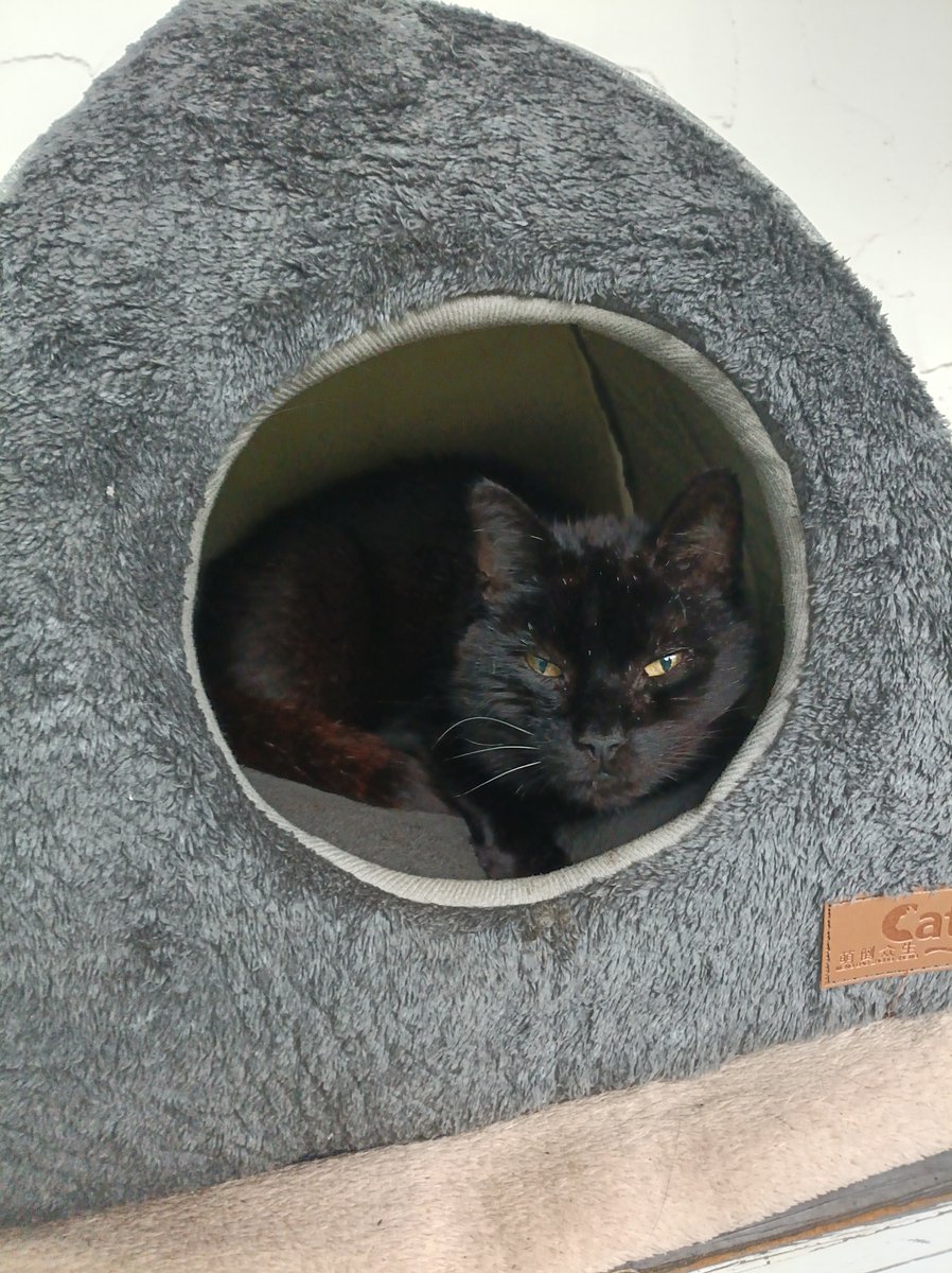 aelmer's tweet image. Good morning all my friends &amp;amp; furry noses. Wishing you all a wonderful #Caturday from your Mäxchen von Welte &amp;amp; Daddy. ☺️😺🐈‍⬛🐾🦦 #Outpost #Ottergang @TribeOfMa @anitamariaAn @birgitlissowsky @Zaubermaus57 @KaterOlli @CDiPaw @getigART @yoga_and_more @Bernhard_KS