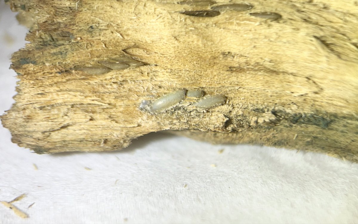 Yabugiris's tweet image. エゾツユムシの産卵床にしてた朽木にカビ？が繁茂してたので採卵
結果少し崩して採卵していた数の4倍近く増えました
数えられている範囲で127個
こんなに産むのかエゾツユムシ