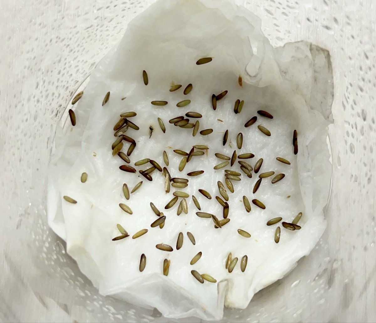 Yabugiris's tweet image. エゾツユムシの産卵床にしてた朽木にカビ？が繁茂してたので採卵
結果少し崩して採卵していた数の4倍近く増えました
数えられている範囲で127個
こんなに産むのかエゾツユムシ