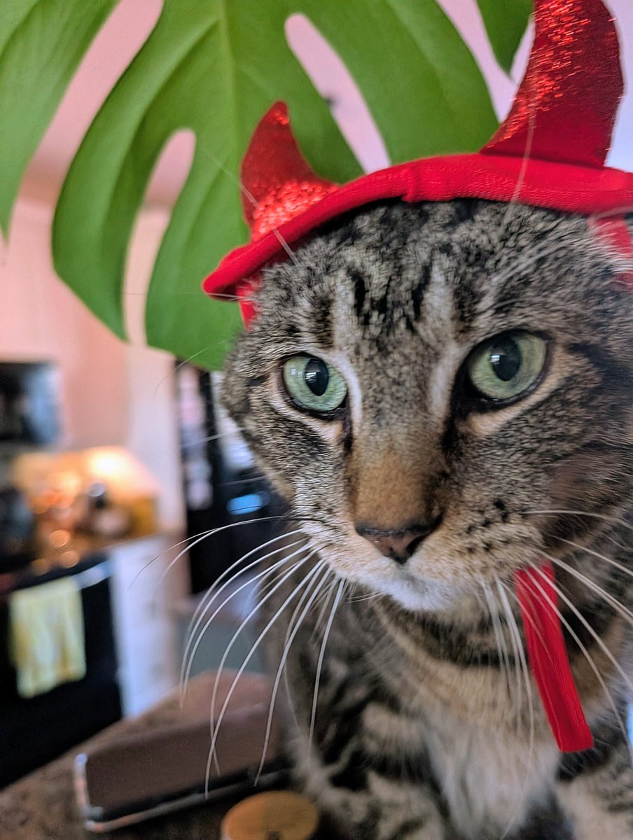 Joey says he's sorry and he wants his fiddle back.