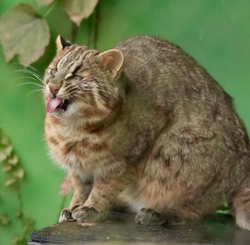 勇希くん😸
2025/11/12📷
#東山動植物園   
#ツシマヤマネコ 
#勇希  
#tsushimaleopardcat #higashiyamazooandbotanicalgardens   
#yuuki